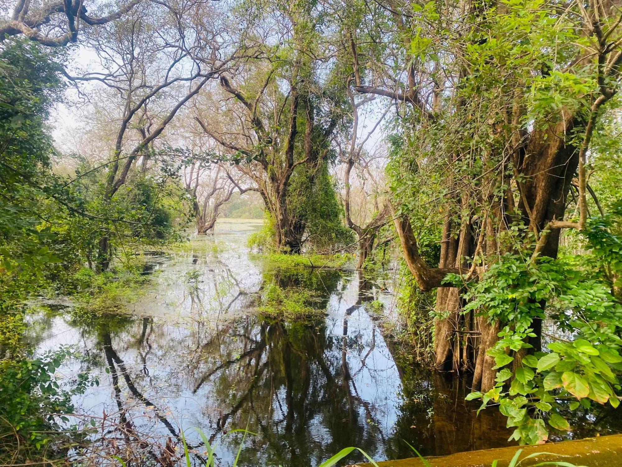 Hotel Sigiriya Kele Zewnętrze zdjęcie